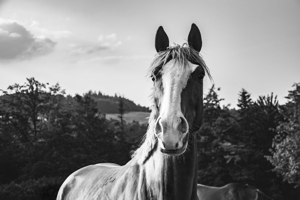 pk-luciesiprova-portret-kone.jpg