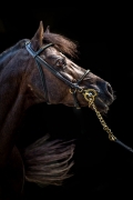 pk-martina-burianova-portret-kone-(1).jpg