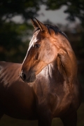 pk-martinavalihrachova-portret-kone-3.jpg