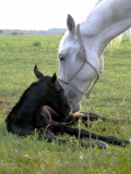 pk-materska-laska-2.-foto-jozef-sabo.jpg