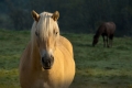 pk-rostislav-kysa-portret-kone-02-..jpg