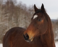 pk-vera-dobrovolna--portret-kone.jpg