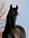 pk-viktor-kral-img-1120.jpg