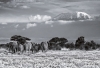 David Yarrow