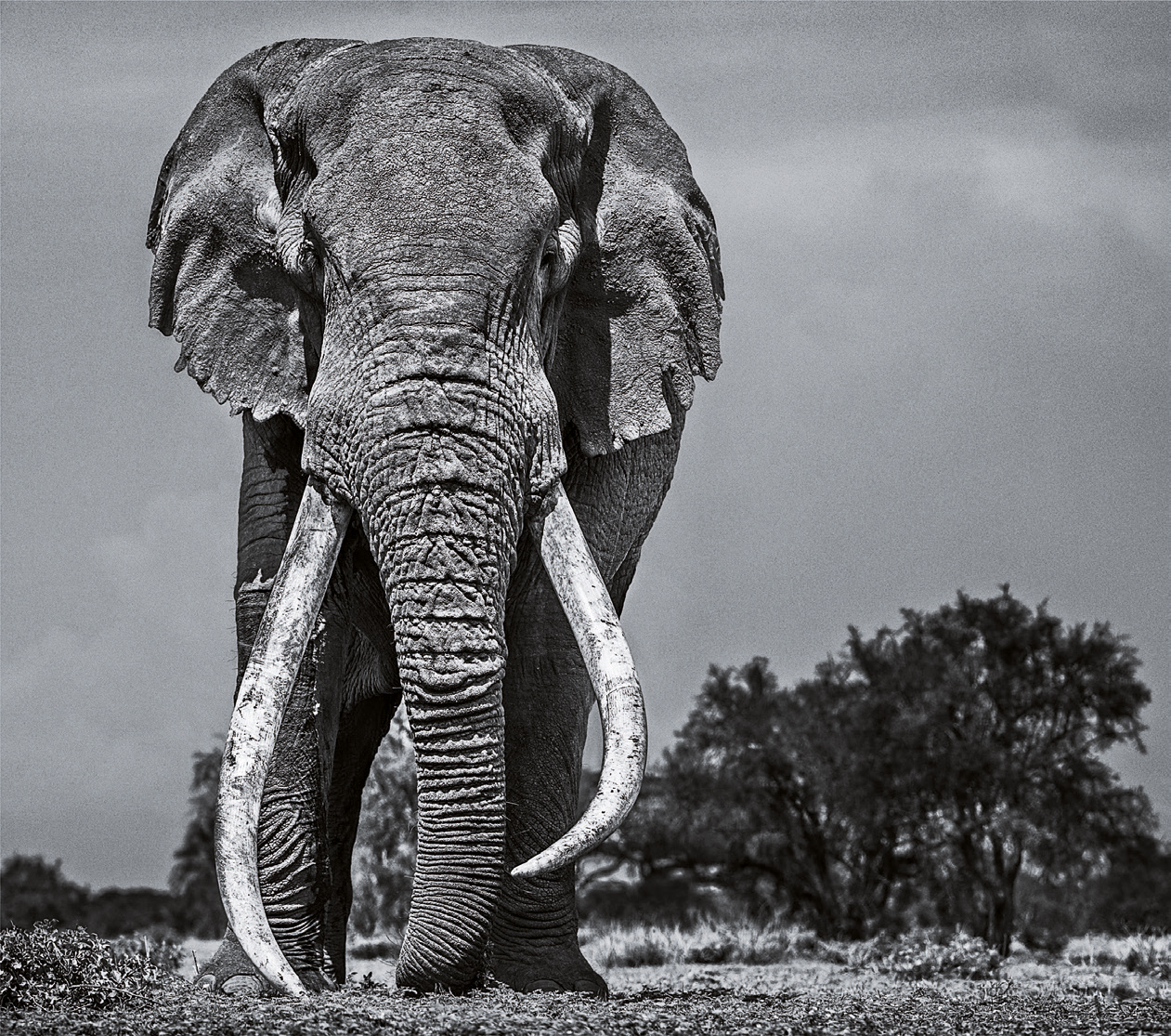 David Yarrow