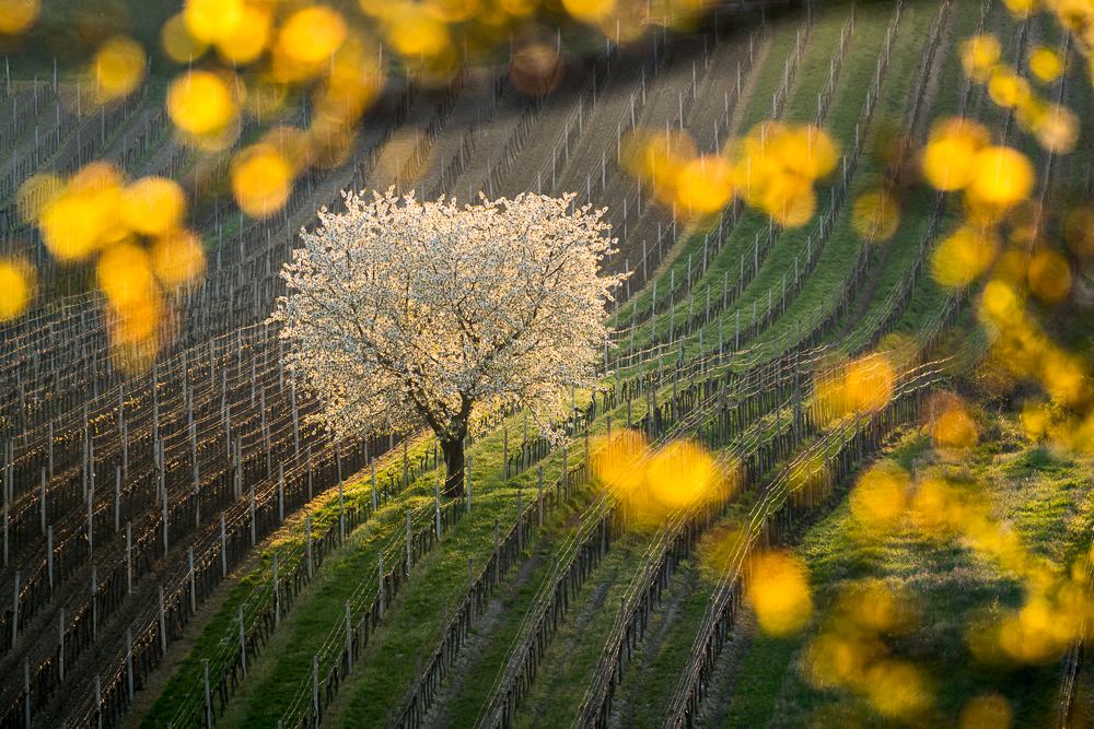 vojtěch-herout-osvícený-nikon-d850.jpg