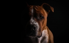 20190328-288a8818-edit.jpg