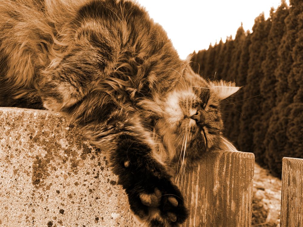 irena.cerklova-kocicisiesta.jpg