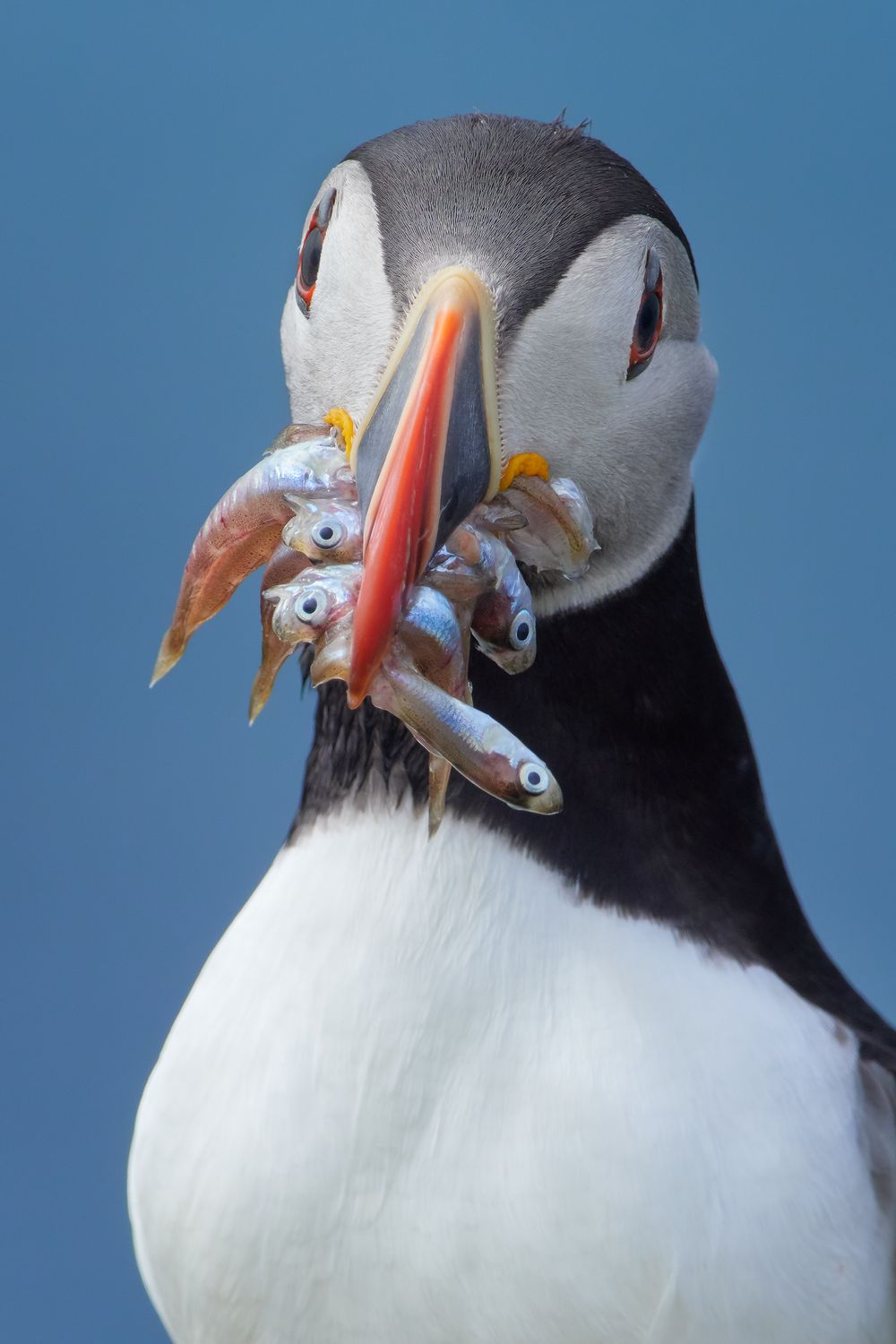 Foto Petr Bambousek: papuchalk-severni-shetlandy.jpg