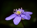 1-mfn-1246-podleska.jpg