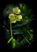 360-1-mif-5106-primula.jpg