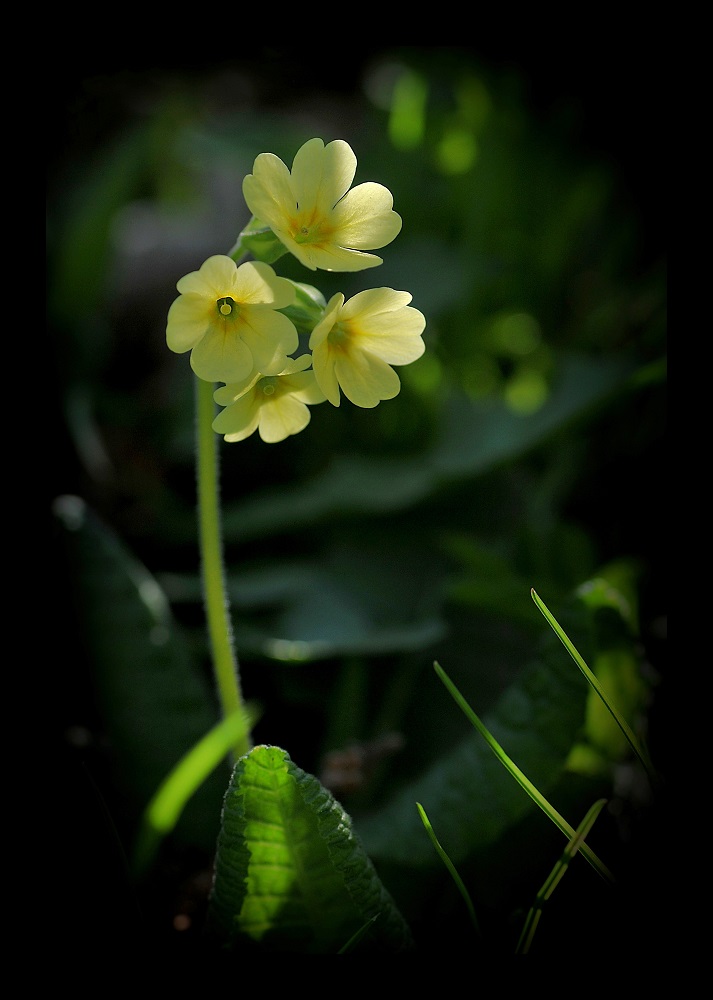 360-1-mif-5106-primula.jpg
