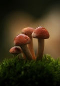 mirek-firman-houby.jpg