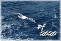 alena-linder-pf2020-p9150488.jpg
