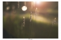 lucie.hlobilova-meadow-sunset.jpg
