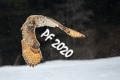milan.fiala-peefko-2020-(2).jpg