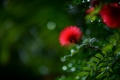 tokina-atxm-85-03-foto-03-1000px.jpg