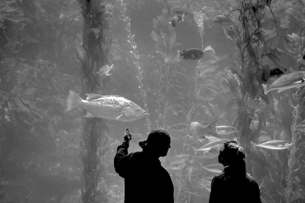 seaworld---san-diego,-california-2013.jpg
