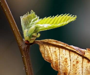 List, listy a listí – aktuální téma FOTOGRAFA ROKU a MAKRO
