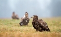 Fotíme wildlife v pěti základních krocích