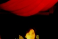 Fotofatal 1999–2020