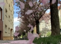 prazske-jaro,-takamatsu-mami.jpg
