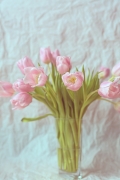 JIŘÍ ŠNEIDER - Tulips