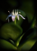 MIREK FIRMAN -Crassula