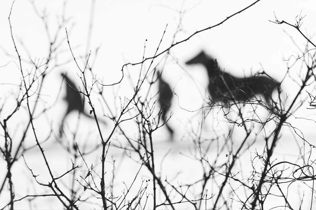 VLADIMÍR TAKÁČ - Run with the Horse