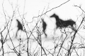 VLADIMÍR TAKÁČ - Run with the Horse