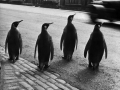 Werner Bischof – švýcarský fotograf, jehož dílo je dodnes považováno za vrchol angažované reportážní fotografie.