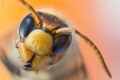 Tomáš Hora, Vespa Crabro - Sršeň obecná