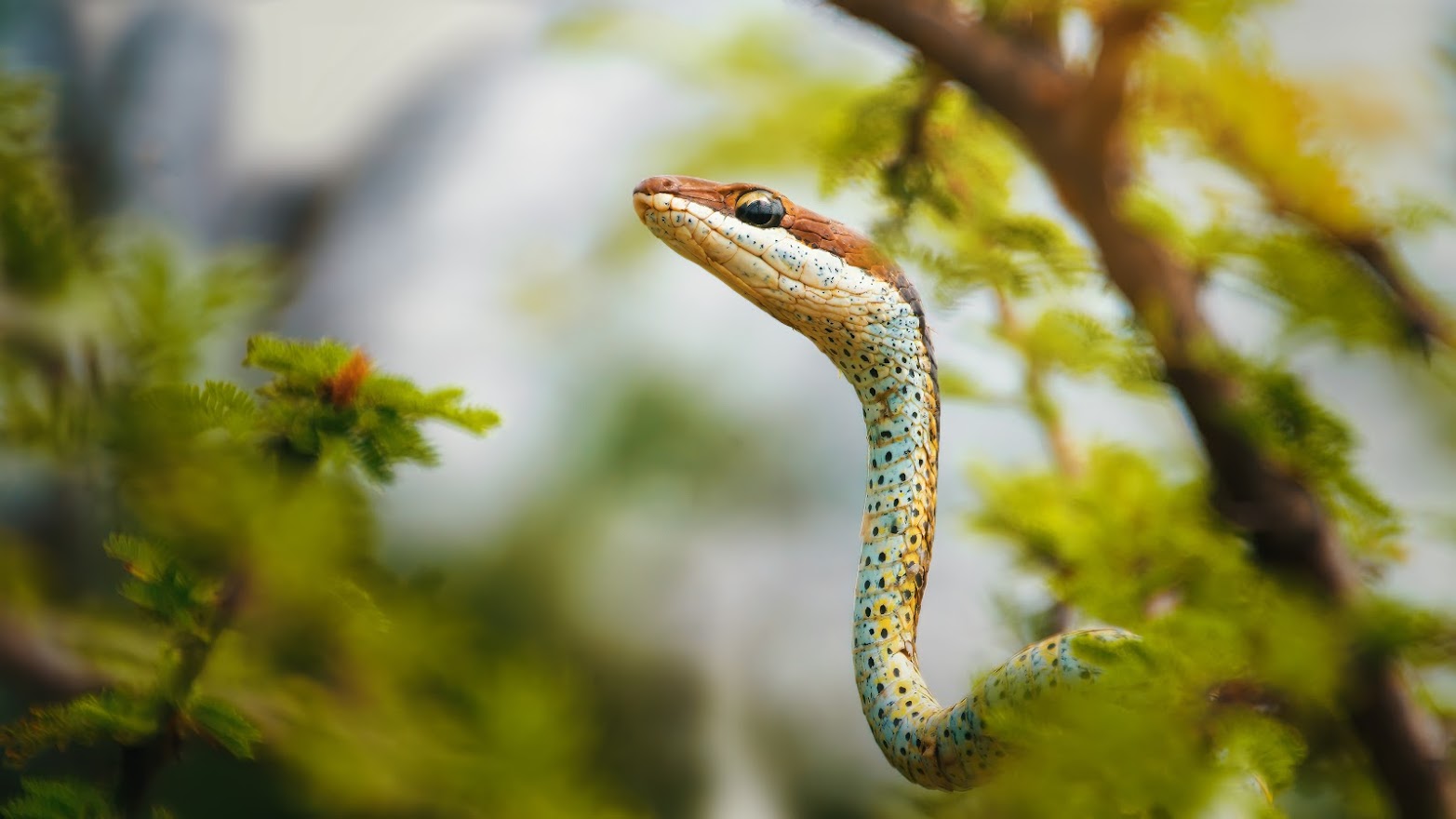 Psammophis puncrulatus