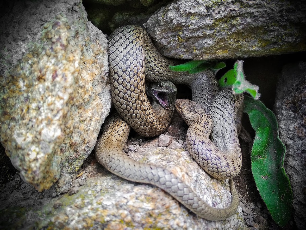 Užovka hladká