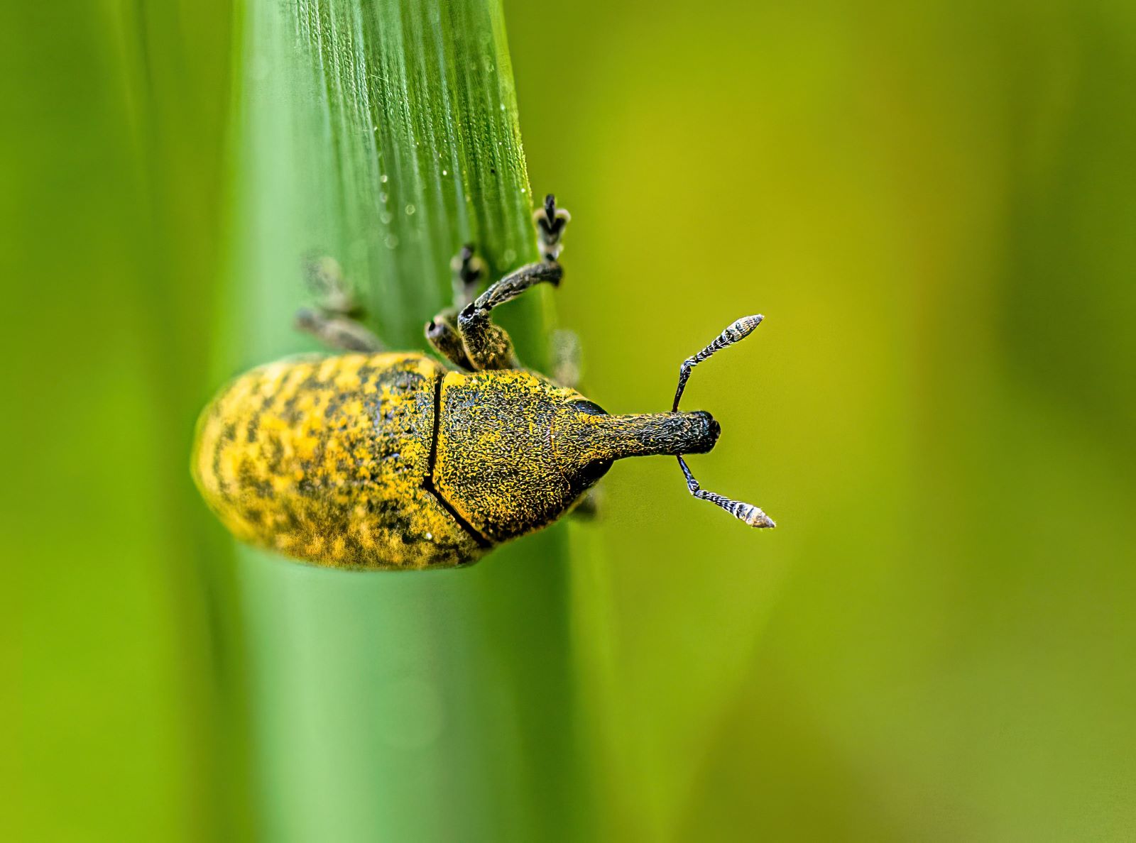 MARIÁN ČOMOR - Larinus planus