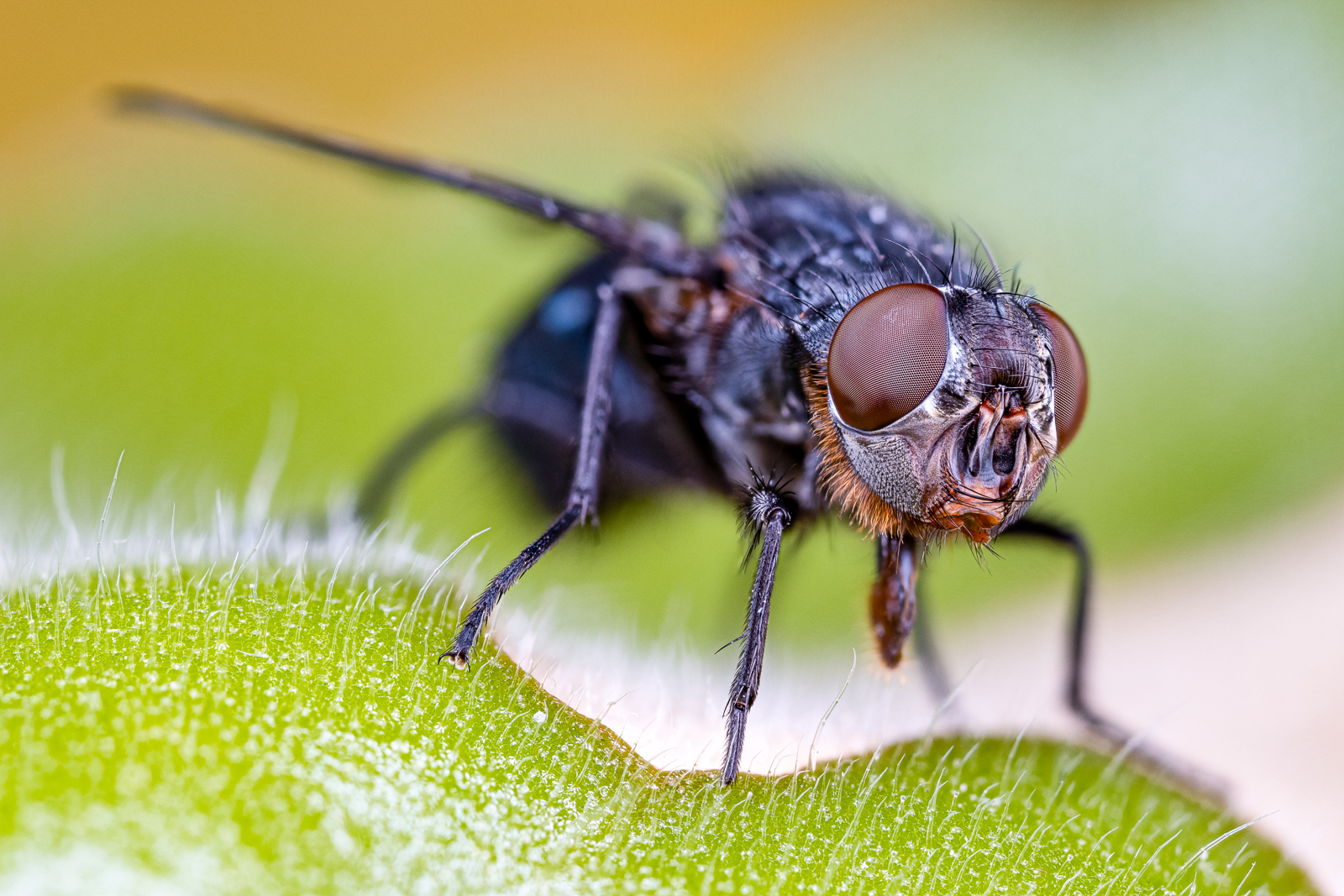 TOMÁŠ HORA - Připravena ke startu - Calliphora vicina