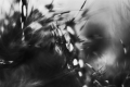 SOŇA ŠERÁ - Můj imaginární svět II