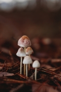 LUCIE PÍSECKÁ - Zima nám nevadí