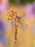 ROSTISLAV KRÁLÍK - Orthetrum coerulescens