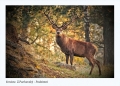 8. Z.Pachovský – Žďár n. Sáz. – Podzimní