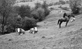Vavrousek–04
