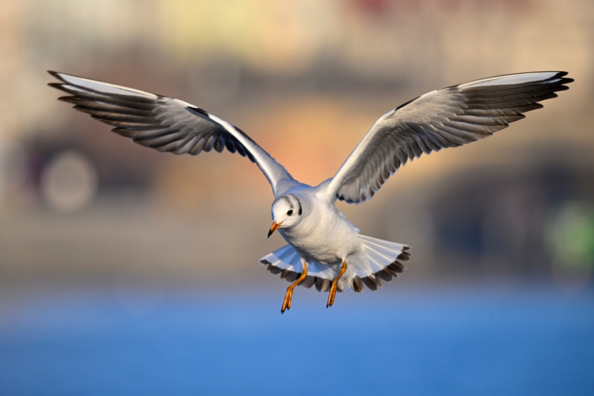 lv-nikon-z9-10.jpg