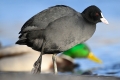 lv-nikon-z9-15.jpg