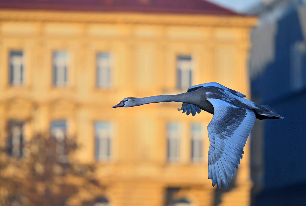 lv-nikon-z9-19.jpg