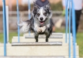 NIKOLA HORÁČKOVÁ - Flyball