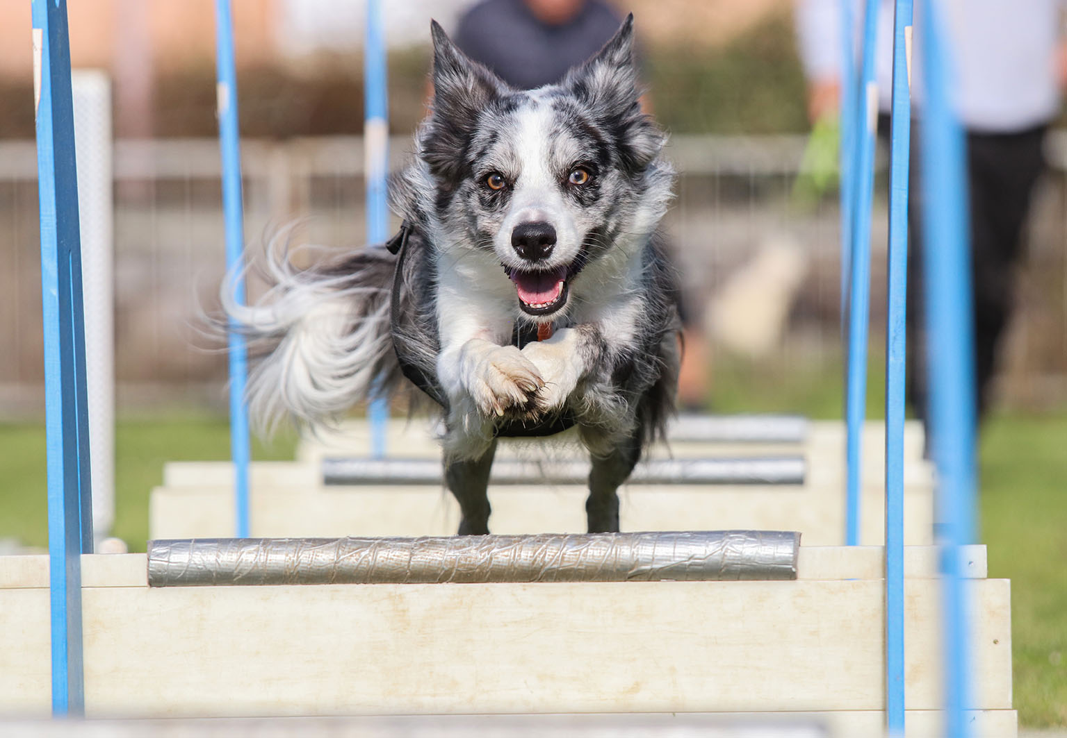 NIKOLA HORÁČKOVÁ - Flyball