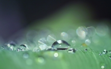 dewdrops-3671613.jpg