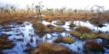 VÁCLAV LAHOVSKÝ - Swamp