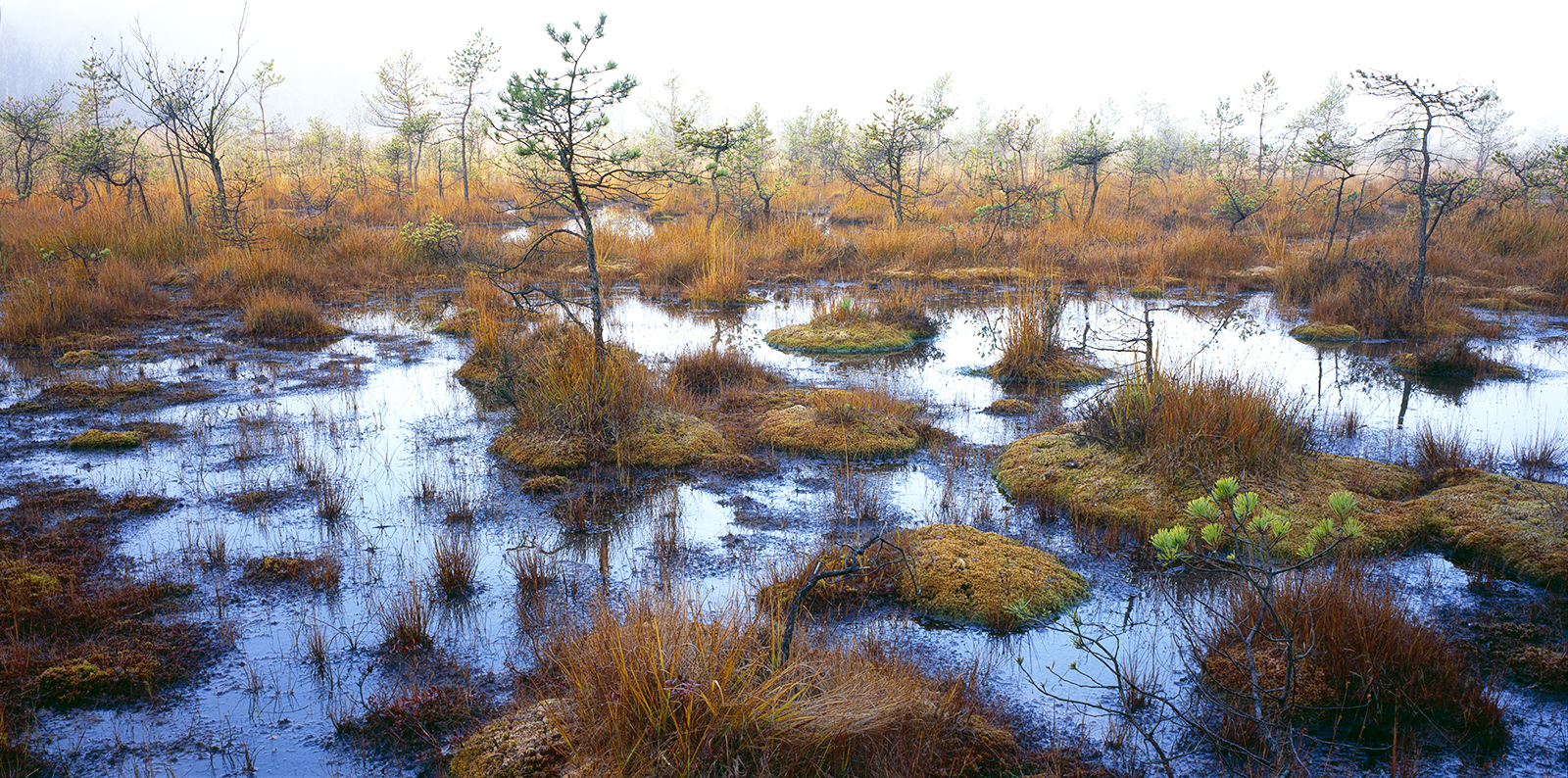 VÁCLAV LAHOVSKÝ - Swamp
