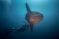 MARCEL REBRO - Mola-mola hunter